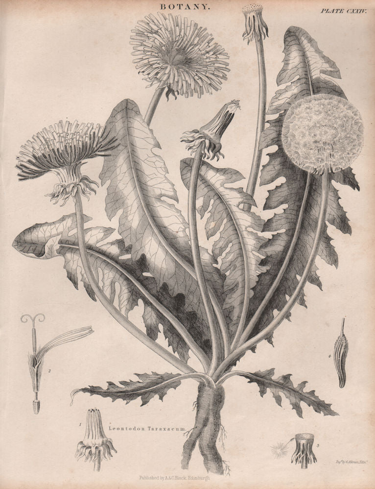 Leontodon Taraxacum (Taraxacum officinale, common dandelion). BRITANNICA 1860